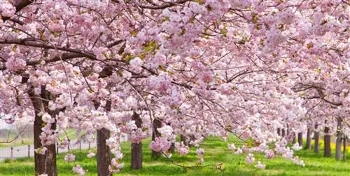 Вишневые деревья: сорта, характеристики и уход