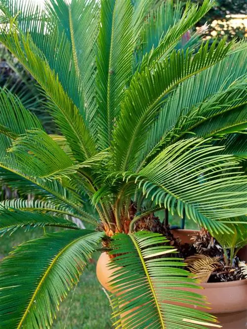 растительность, окружающая среда, зеленый, лист, дерево, Arecales, наземное растение, древесное растение, ботаника, биом,