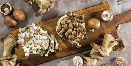 Все, что нужно знать о грибах: сорта и рецепты