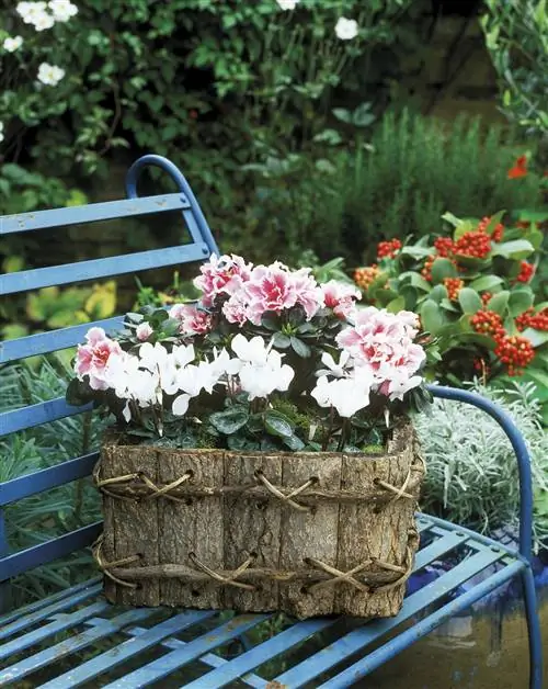 цикламен цикламен