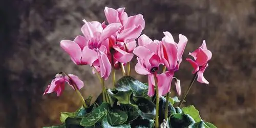 Как ухаживать за цикламенами летом и зимой