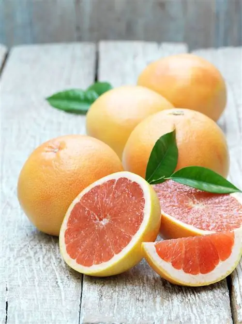 цитрусовый грейпфрут или грейпфрут
