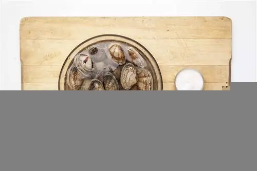 моллюски в сладком соусе 1