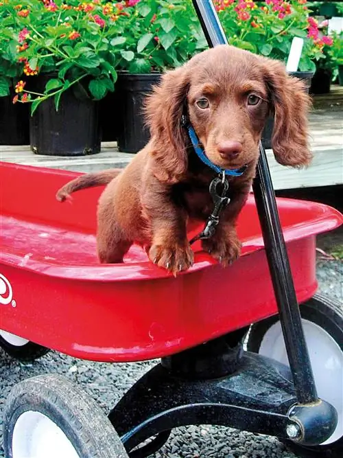 Собака, Млекопитающее, Позвоночные, Canidae, Порода собаки, Плотоядное животное, Транспортное средство, Спортивная группа, Кокер-спаниель, Собака-компаньон,