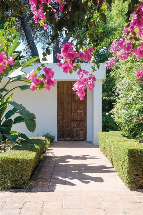 Розовый, Цветок, Сад, Недвижимость, Весна, Бугенвиль, Растение, Дерево, Ботаника, Дорожка,