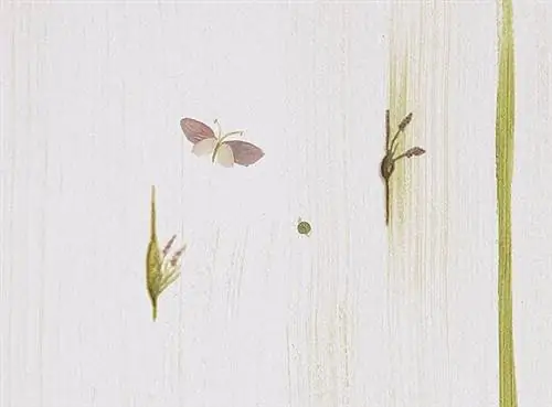 Беспозвоночные, Лист, Членистоногое, Насекомое, Опылитель, Ботаника, Бежевый, Крыло, Паразит, Сетокрылые насекомые,