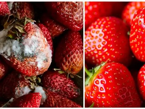 Натуральные продукты, Клубника, Клубника, Фрукты, Еда, Суперпродукты, Дополнительные фрукты, Завод, Суперфрукты, Фрутти ди Боско,