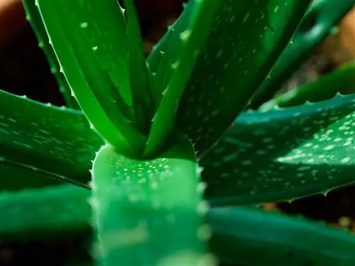 Грин, Вода, Лист, Наземное растение, Влага, Растение, Ботаника, Роса, Крупным планом, Цветок,