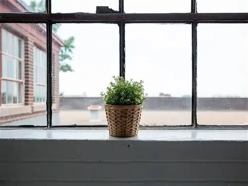 Цветочный горшок, Окно, Утюг, Дневное освещение, Линия, Стекло, Растение, Дерево, Комнатное растение, Металл,