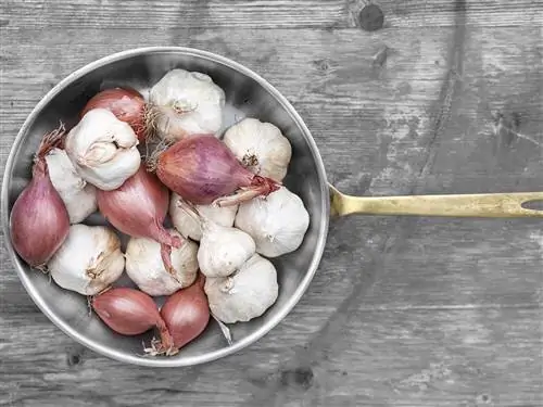 Еда, Лук-шалот, Овощной, Лук, Ингредиент, Жемчужный лук, Продукция, Завод, Красный лук, Кухня,