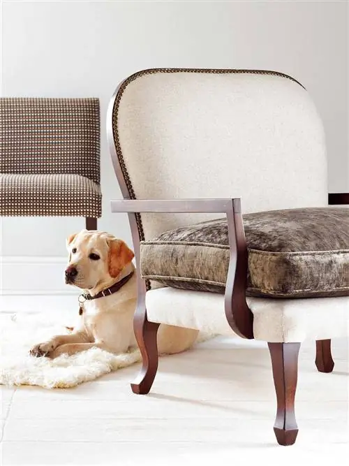 Коричневый, Хищник, Собака, Порода собаки, Товары для собак, Товары для животных, Ошейник, Печень, Спортивная группа, Собака-компаньон,