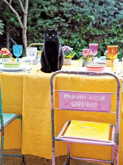 Желтые, кошачьи, плотоядные, кошки малого и среднего размера, кошки, черные кошки, скатерти, бакенбарды, постельное белье, бомбейские,