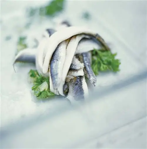 Здоровое питание: анчоусы