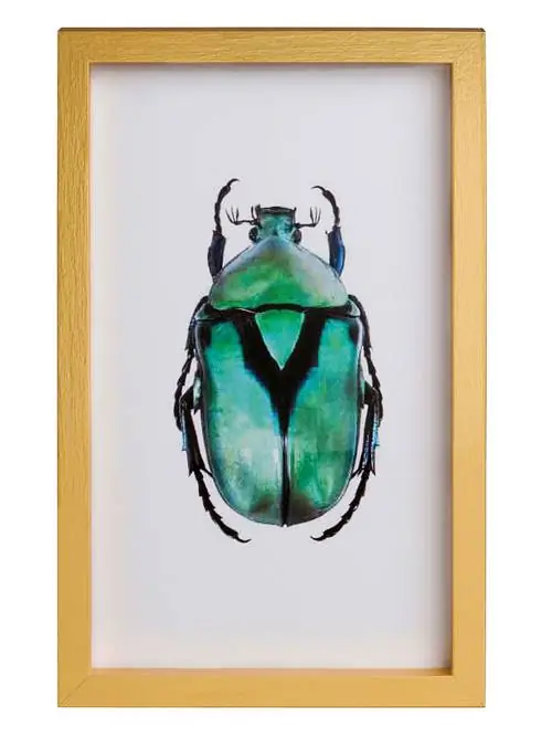 Насекомое, Cetoniidae, жук, скарабеи, жужелица, навозный жук, жуки-олени, жуки-драгоценности, беспозвоночные, жуки-драгоценности,