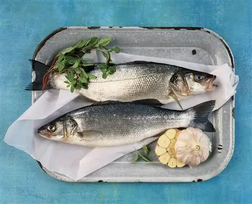 морской окунь