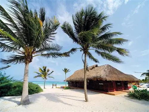 Дерево, Тропики, Пальма, Пальмоцветные, Небо, Отпуск, Attalea speciosa, Beach, Elaeis, Древесное растение,