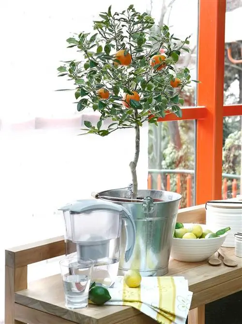 Сервировочная посуда, Стекло, Мандарин, Посуда, Мандарин, Цитрусовые, Апельсин, Горький апельсин, Валенсийский апельсин, Продукты,