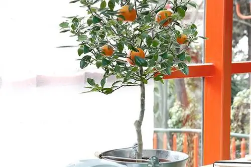 Мини-деревья на вашей террасе