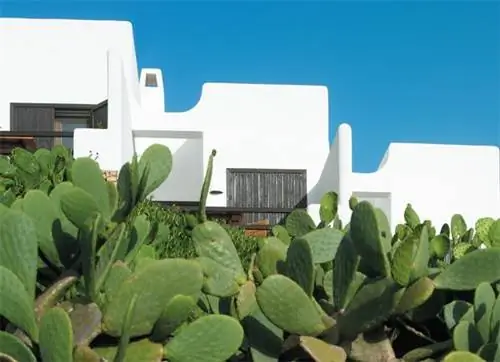 Лист, Опунция, Восточная опунция, Нопал, Продукция, Плантация, Кактус, Варварский инжир,