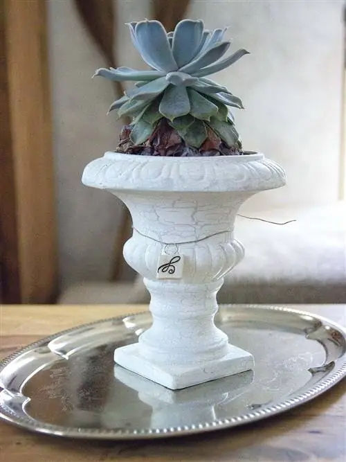 Цветочный горшок, Наземное растение, Комнатное растение, Натюрморт фотография, Суккулентное растение, Сервировочная посуда, Xanthorrhoeaceae, Многолетнее растение, Пьедестал, Серебро,