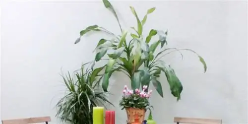 Отремонтированная квартира с патио