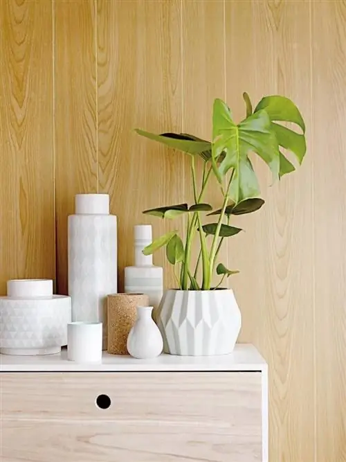 Дерево, лист, стена, дизайн интерьера, твердая древесина, цветочный горшок, фанера, комнатное растение, морилка, артефакт,