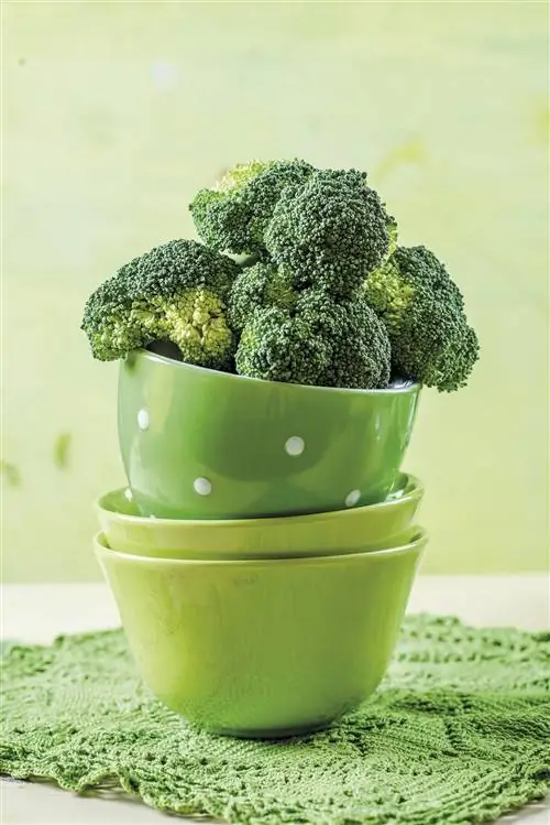 домашние привычки также едят стебли брокколи