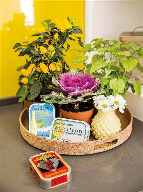 цветок, растение, комнатное растение, цветочный горшок, стол, трава, еда, овощ, поздний завтрак,