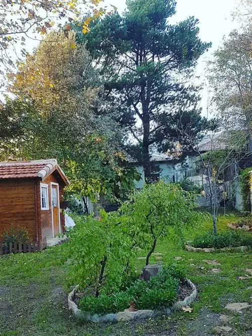 ветка, дерево, лист, древесное растение, сад, ствол, веточка, почвопокровное, кустарник, задний двор,
