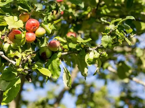 Фруктовое дерево, Филиал, Продукция, Фрукты, Древесные растения, Веточка, Суперфрукты, Натуральные продукты, Яблоня, Вечнозеленый,