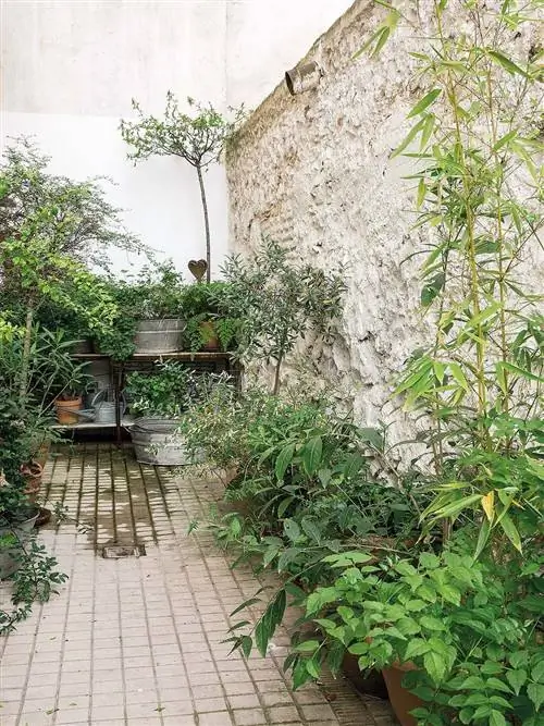 завод, цветочный горшок, кустарник, сад, задний двор, дорожка, двор, трава, плитняк, двор,