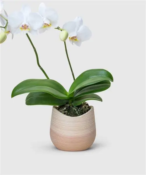 плантатор кедра Ёсино