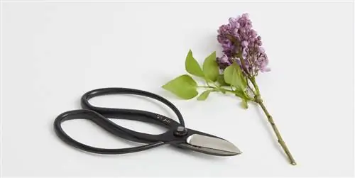 Мари Кондо запускает коллекцию для садоводства ? Идеал