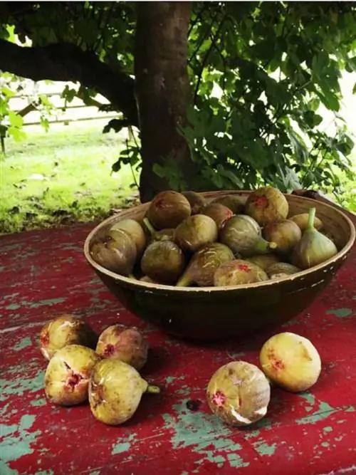 Продукты, Еда, Местная еда, Ингредиент, Фрукты, Натуральные продукты, Вся еда, Пурпурный мангустин, Хобот, Натюрморт фотография,