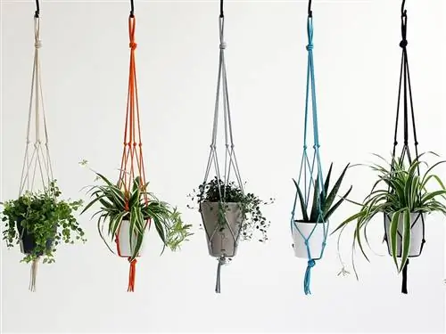 Линия, Ботаника, Горшок, Персик, Стебель растения, Столб, Рисунок, Трава,