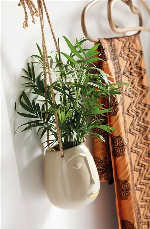 Горшечные растения