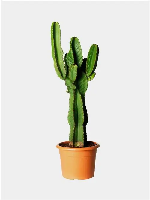 Цветочный горшок, Наземное растение, Ботаника, Комнатное растение, Цветущее растение, Кактус, Шипы, колючки и колючки, Стебель растения, Caryophyllales, Кактус Сан-Педро,