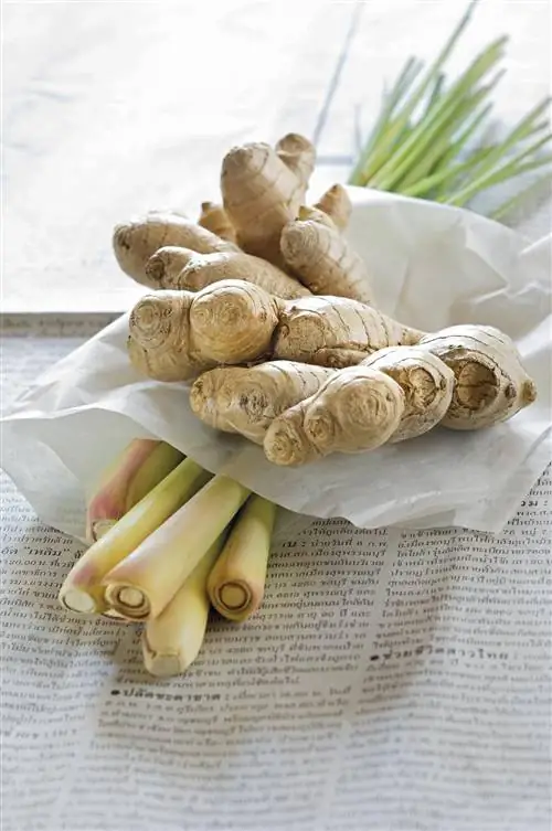 Продукты от головной боли: имбирь