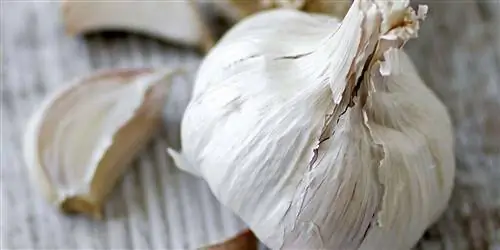 Чеснок: свойства и польза