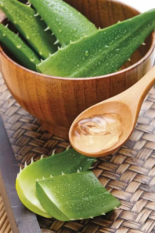 как ухаживать за растением алоэ вера польза для здоровья и украшение