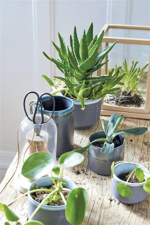 как ухаживать за растением алоэ вера польза для здоровья и украшение