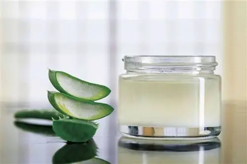 как ухаживать за растением алоэ вера польза для здоровья и украшение