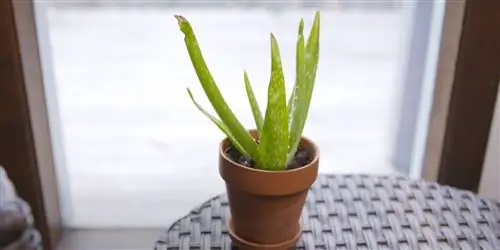 Как ухаживать за алоэ вера: полив, уход