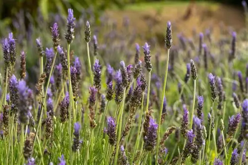 крупный план цветущих растений лаванды на поле