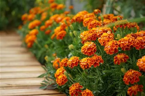 клумба из цветущих индюшачьих гвоздик вдоль реечной дорожки