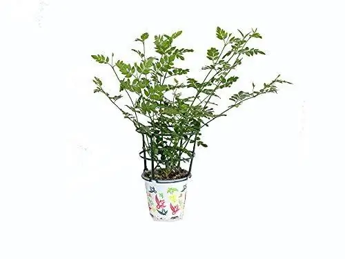 картина картина