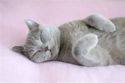 спящий кот спящий кот