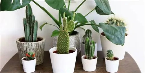 13 выносливых комнатных кактусов для украшения дома