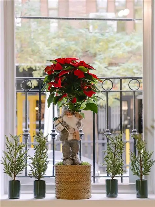 jysk новогоднее украшение пуансеттия с гномом