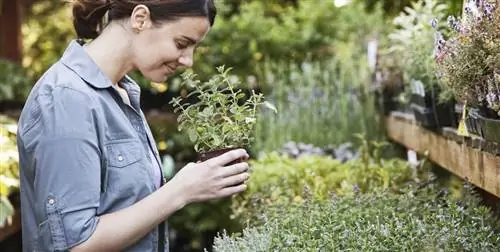 20 ароматических растений, которые лучше всего пахнут на кухне